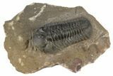 Detailed Reedops Trilobite - Atchana, Morocco #190271-2